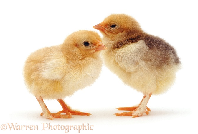 Pair of yellow chicks, white background
