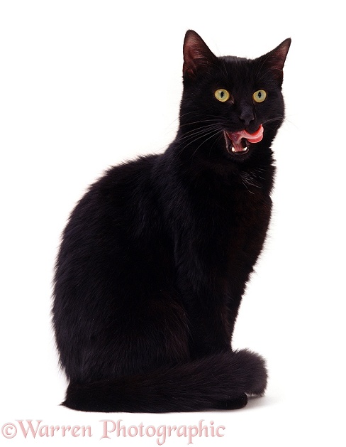 Black cat Rosie licking her lips, white background