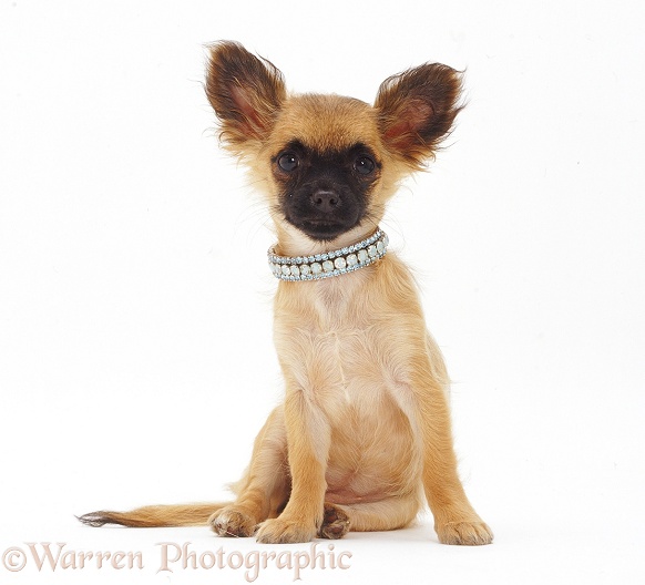 Long-coated Chihuahua bitch, white background