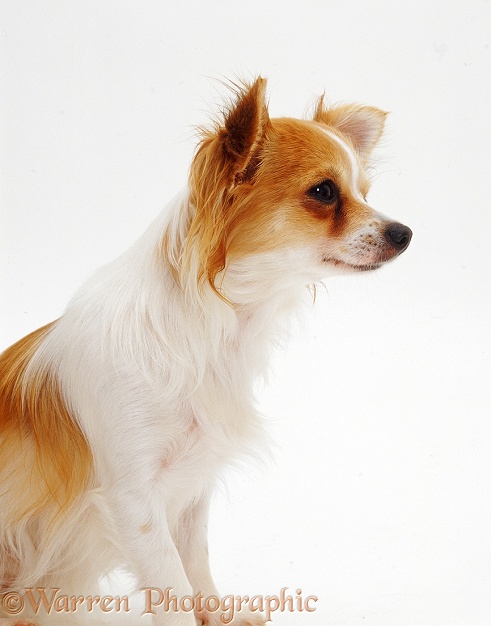 Long-coated tricolour Chihuahua bitch Dior, 1 year old, white background