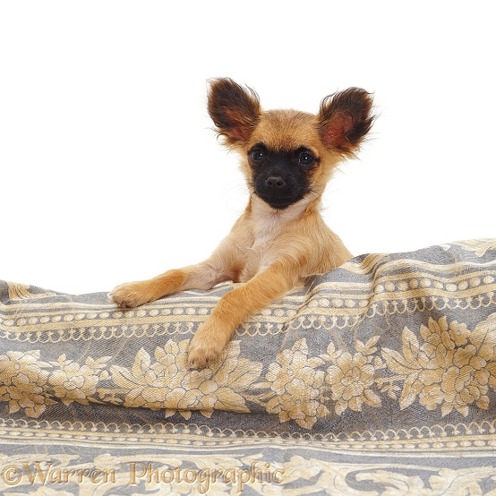 Long-coated Chihuahua bitch, white background