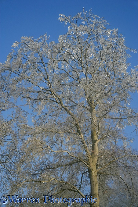 Rime on a beech tree.  Surrey, England