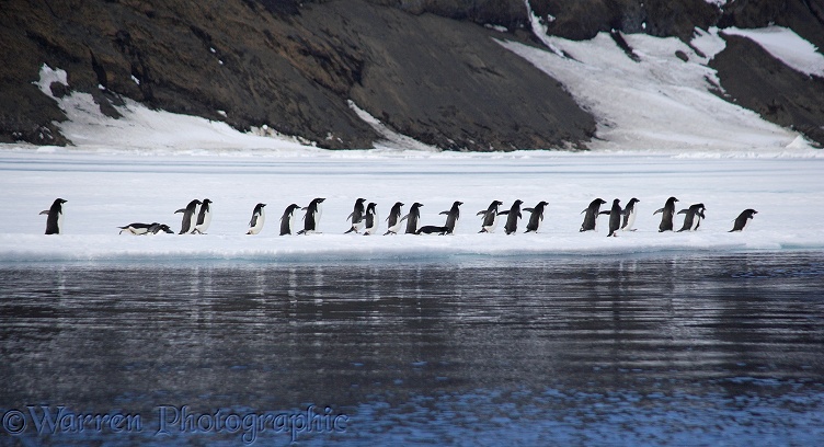 Adelie Penguins (Pygoscelis adeliae).  Antarctica