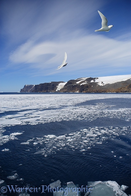 Snow Petrels (Pagodroma nivea) in flight.  Antarctica