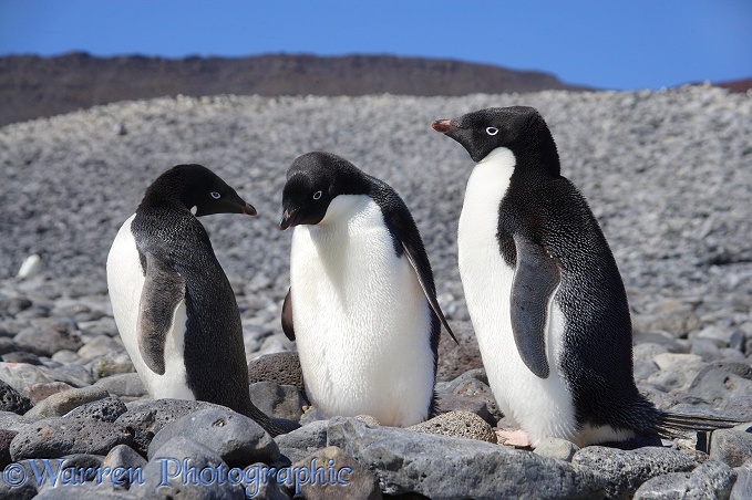 Adelie Penguins (Pygoscelis adeliae).  Antarctica