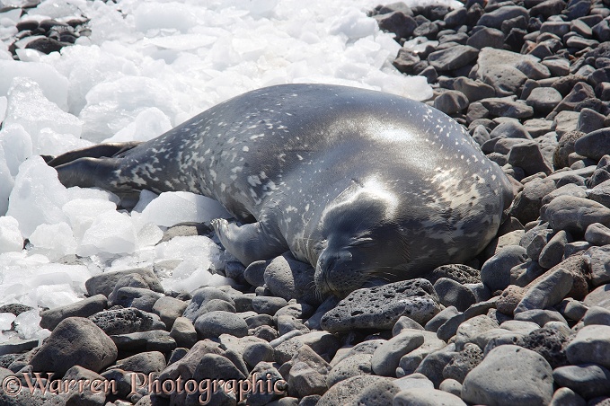 Weddell Seal (Leptonychotes weddellii)
