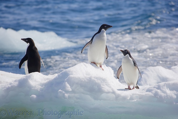 Adelie Penguins (Pygoscelis adeliae) on an iceberg.  Antarctica