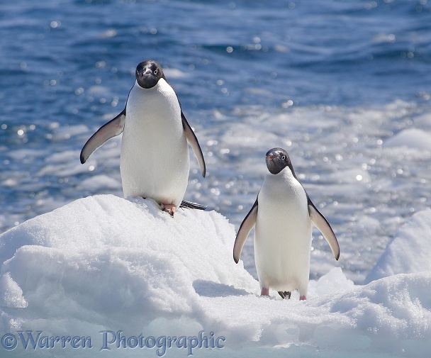 Adelie Penguins (Pygoscelis adeliae) on an iceberg.  Antarctica