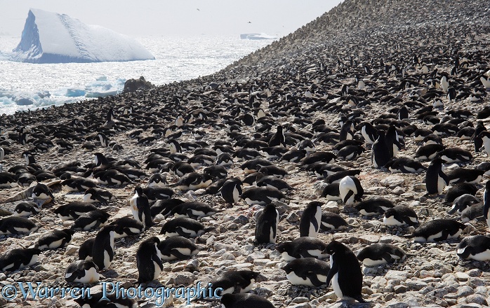 Adelie Penguin (Pygoscelis adeliae) colony.  Paulet Island, Antarctica