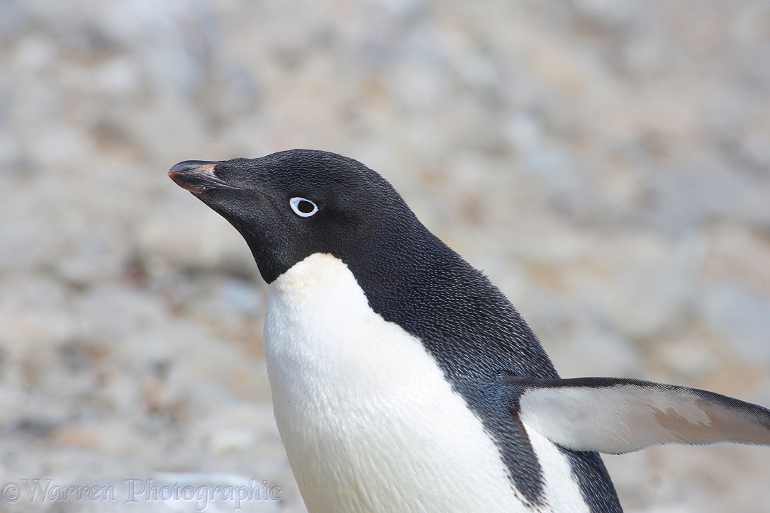 Adelie Penguin (Pygoscelis adeliae).  Antarctica