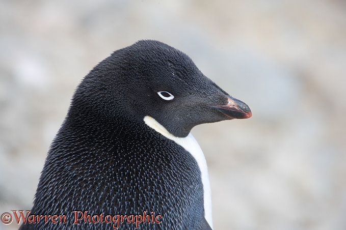 Adelie Penguin (Pygoscelis adeliae).  Antarctica