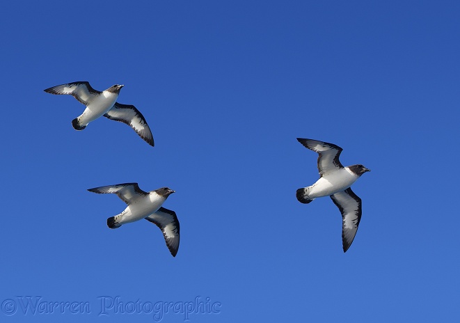 Cape Petrels (Daption capense) in flight.  Southern Oceans