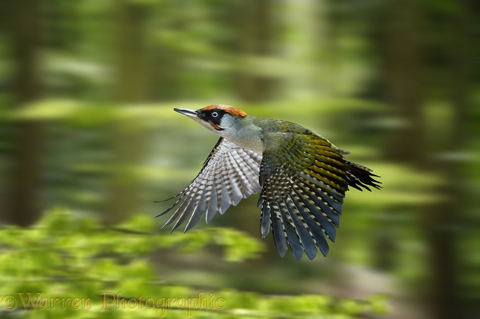 Green Woodpecker (Picus viridis) male flying in spring Beech woods.  Europe & Asia