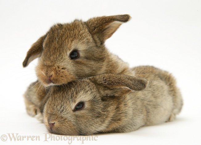Baby rabbits, white background
