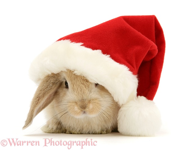 Rabbit in a Santa hat, white background