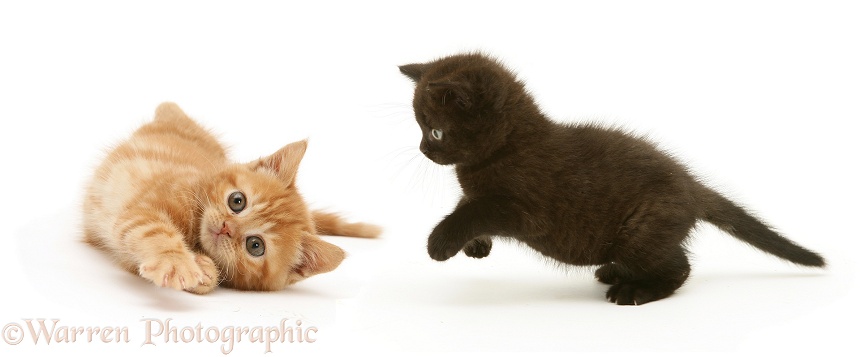 Black kitten pouncing a British shorthair red tabby kitten, white background
