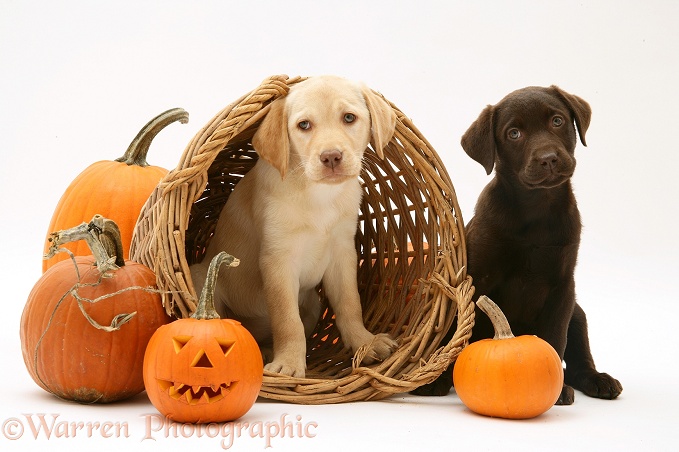 Yellow and Chocolate Retriever pups with wicker basket and pumpkins at Halloween, white background