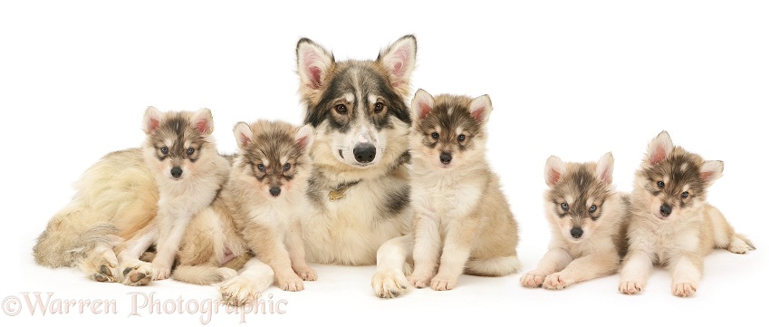 Utonagan mother with five puppies, white background