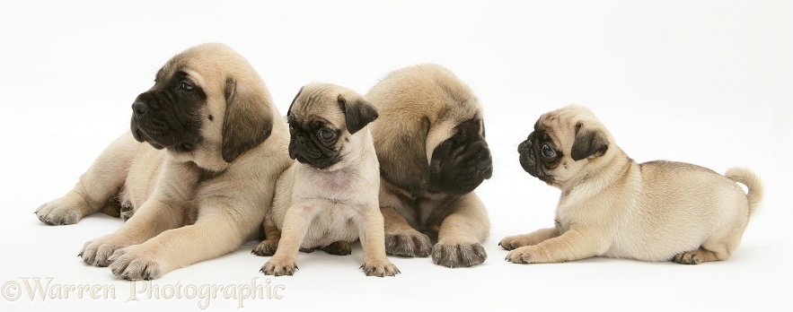 Fawn Pug pups with fawn English Mastiff pups, white background