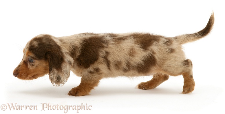 Chocolate Dapple Miniature Long-haired Dachshund pup walking across, white background