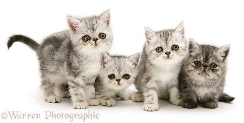 Four exotic kittens, 9 weeks old, white background