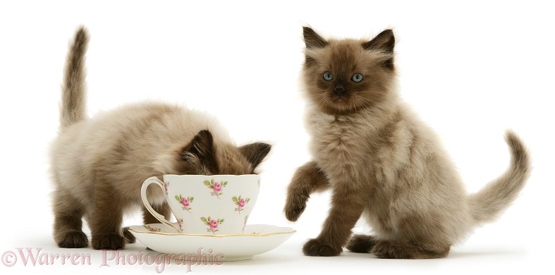 Chocolate Birman-cross kittens with teacup, white background
