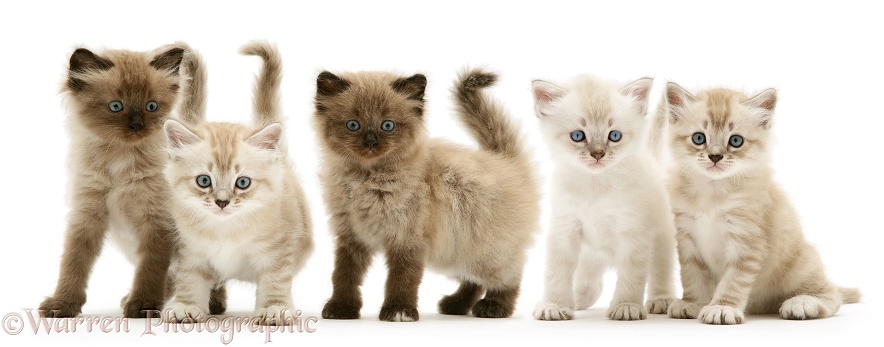 Five Birman-cross kittens, white background