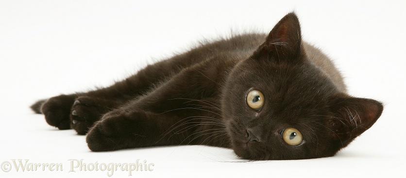 British Shorthair black kitten, Panther, 7 weeks old, white background