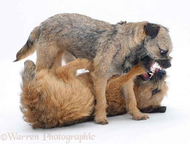 Border Terriers play-fighting, white background