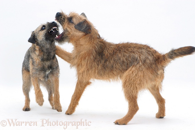 Border Terriers play-fighting, white background