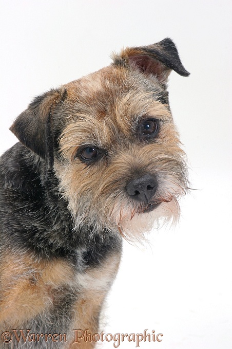 Border Terrier bitch listening with head tilted and ears cocked, white background