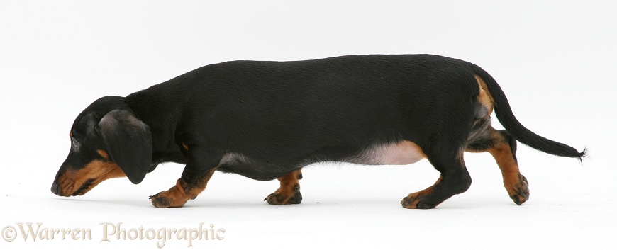 Black-and-tan Dachshund following a scent, white background