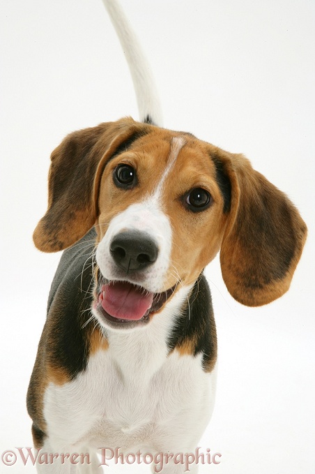 Portrait of Beagle bitch, white background