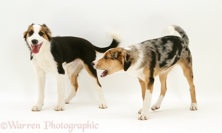 Tricolour and merle Border Collie pups, siblings, eyeballing each other when they meet, white background