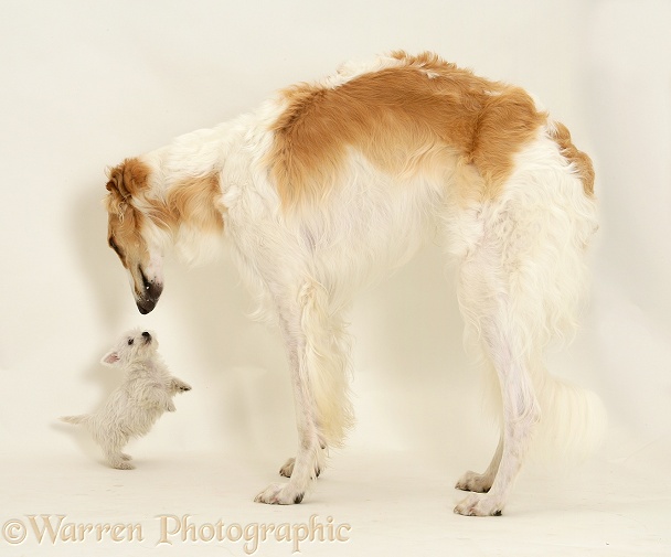 Borzoi dog meeting West Highland White Terrier puppy, white background