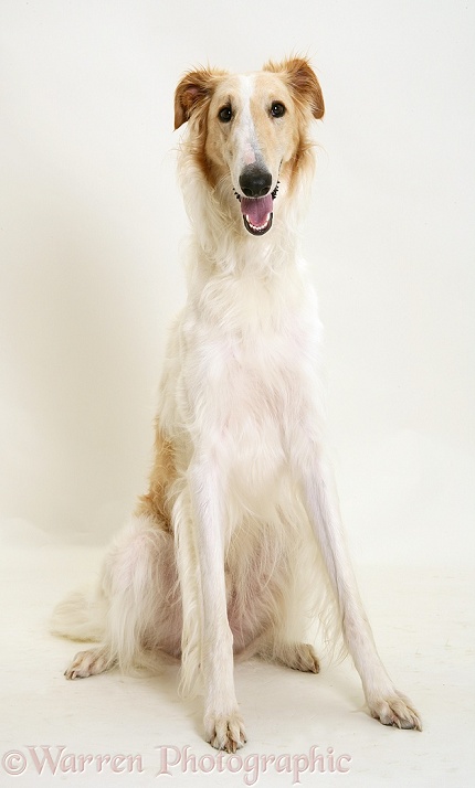 Borzoi dog sitting tall, white background