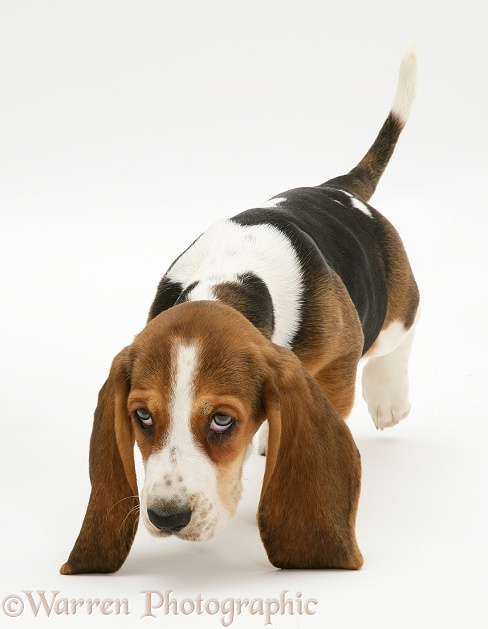 Basset Hound pup following a scent, white background