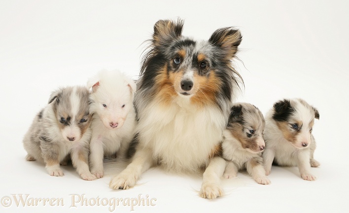 Merle Shetland Sheepdog bitch with her three merle pups and one deaf white pup, white background