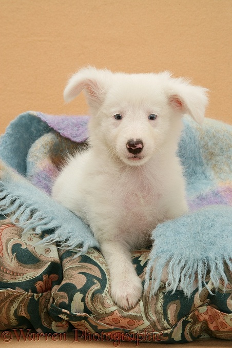Deaf blue-eyed white Shetland Sheepdog pup, under a blanket