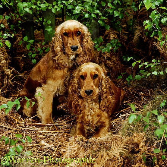 Golden Cocker Spaniels, 10 month old sisters