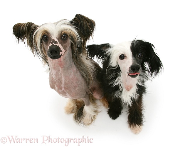 Chinese crested dog pair sitting, looking up, white background