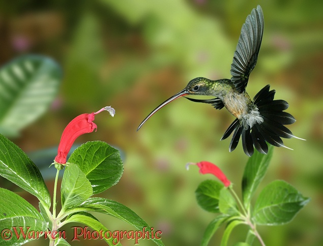 Green Hermit (Phaethornis guy) approaching flower with curved corolla matching the bird's bill.  Central & South America