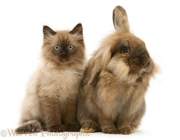 Chocolate Birman-cross kitten with chocolate Dwarf Lionhead rabbit, white background