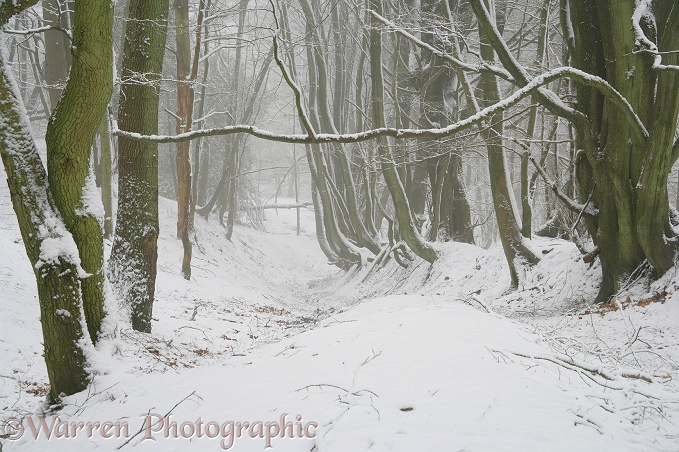 Snowy Beech (Fagus sylvatica) and Oak (Quercus robur) woodland.  Surrey, England