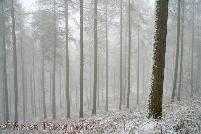 Snowy European Larches (Larix decidua) with a misty atmosphere.  Surrey, England