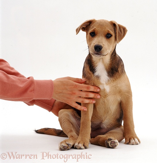 Lakeland Terrier x Border Collie pup, Holly, 12 weeks old, with Hazel's hands, white background