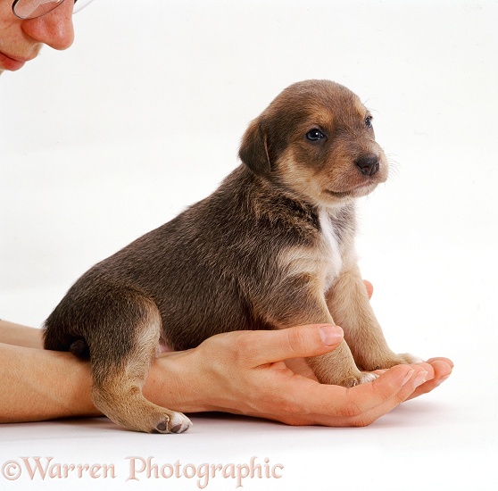 Lakeland Terrier x Border Collie pup, Holly, 3 weeks old, in Hazel's hands, white background
