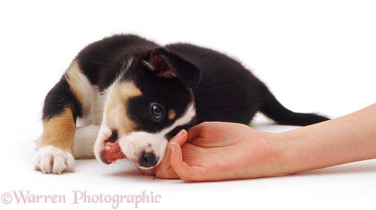 Tricolour Border Collie pup, 6 weeks old, biting owner's hand, white background