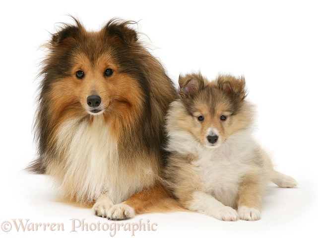Shaded sable Shetland Sheepdog bitch with puppy, white background