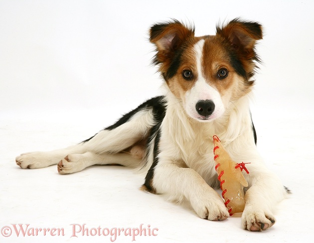 Tricolour Border Collie pup with rawhide shoe chew, white background